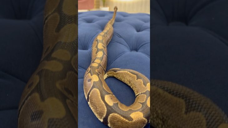 African pet python part 2 #youtubeshorts