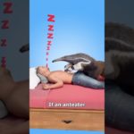 Agar Anteater Ne Tumhare Pet Ko Lick Kar Diya Toh Kya Hoga? 😱 #viral #shorts