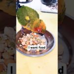 Always hungry | #birds #sunconure #parrot #talkingparot #pets #pet #shortsfeed #shorts #shortsviral