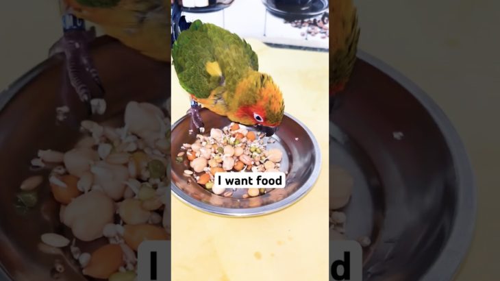 Always hungry | #birds #sunconure #parrot #talkingparot #pets #pet #shortsfeed #shorts #shortsviral