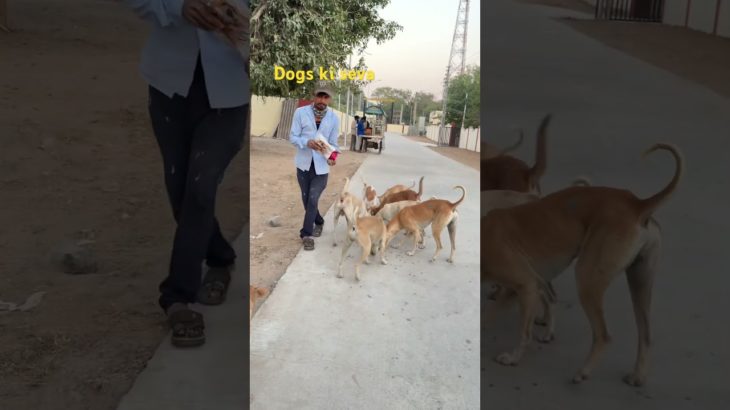 Animals seva | Dog ka Favourit | Food | Pet Vlog in Hindi | shorts  | Ranchhod vlog hub