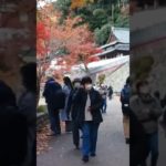 ジャパンネイチャー#もみじ#ザビューティインジャパン#Autumn in Japan Mapple leaves