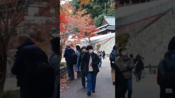 ジャパンネイチャー#もみじ#ザビューティインジャパン#Autumn in Japan Mapple leaves