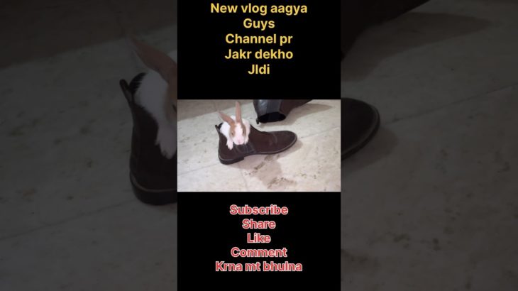 Bhot funny h🥹❤️ #viralvideo #pet #food #funny #rabbit #shortsviral #shortvideo