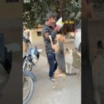 Bhukhe dog ki seva | Dog ka Favourit | Food | Pet Vlog in Hindi | shorts  | Ranchhod vlog