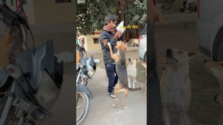 Bhukhe dog ki seva | Dog ka Favourit | Food | Pet Vlog in Hindi | shorts  | Ranchhod vlog