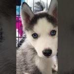 Blue Eyed Husky 💙_ Serampore Pet Market 💫