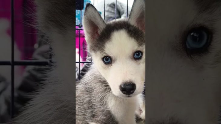 Blue Eyed Husky 💙_ Serampore Pet Market 💫