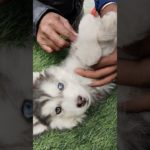 Blue eye Husky ❣️🔥| Galiff Street Pet Market | Kolkata dog Market #dog #shorts #pets #husky