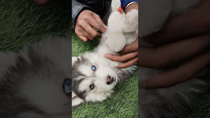Blue eye Husky ❣️🔥| Galiff Street Pet Market | Kolkata dog Market #dog #shorts #pets #husky