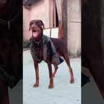 Borz The doberman #don #doberman #europeandoberman #pet #dog #status #shorts #ytshorts