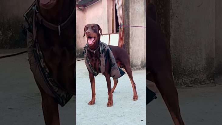 Borz The doberman #don #doberman #europeandoberman #pet #dog #status #shorts #ytshorts