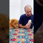 Bread for you… hope for me.  #pet #funny #dog #foryou #asmr