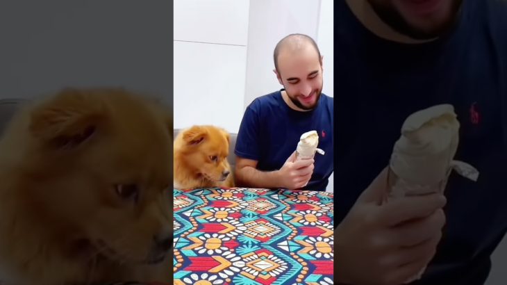 Bread for you… hope for me.  #pet #funny #dog #foryou #asmr