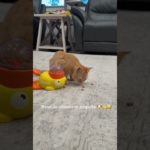 Brinquedo Pet divertido que libera ração .