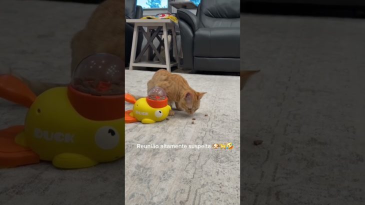 Brinquedo Pet divertido que libera ração .