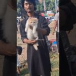 Brown & White Colour Persian kittens Lucknow pet market#shorts