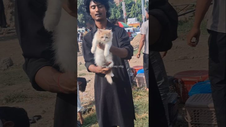 Brown & White Colour Persian kittens Lucknow pet market#shorts