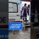 CACHORROS QUE AMAM SEUS DONOS! #pets #pet #viralvideo #viral #dogs