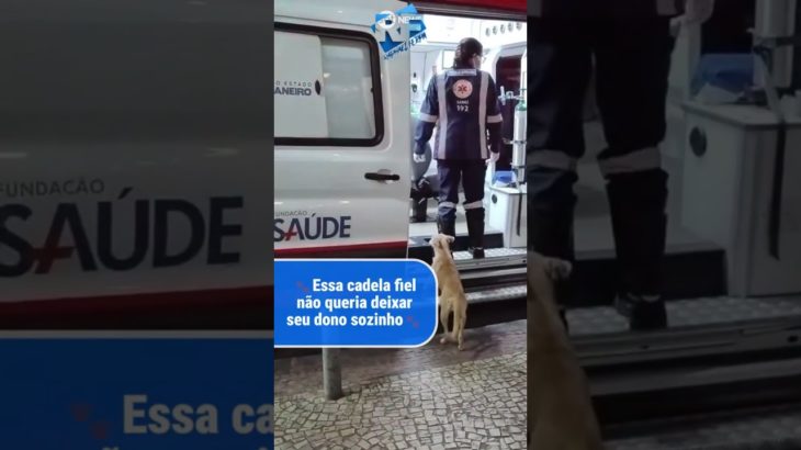 CACHORROS QUE AMAM SEUS DONOS! #pets #pet #viralvideo #viral #dogs