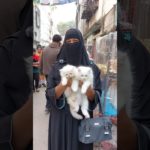 কোয়ালিটি ফুল পার্শিয়ান বিড়াল আপার হাতে | বিড়াল | Cat | Pet #cat #pet #shorts