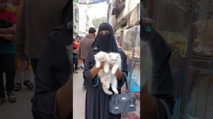 কোয়ালিটি ফুল পার্শিয়ান বিড়াল আপার হাতে | বিড়াল | Cat | Pet #cat #pet #shorts