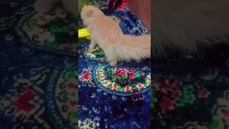 Cats for Sale 🐾 || #pet #animal #youtubeshorts #shorts #india | Insta :happytailspetshop0