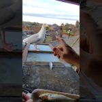 Cheating On My Pet Seagull With Sardines….