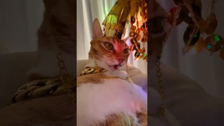 Cleopatra and her little licking cat#Licking the cat#Pet lens movement#Egyptian shake#Cute