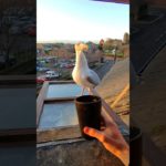 Cosy Winter Wormies For My Chilly Pet Seagull!