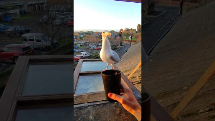 Cosy Winter Wormies For My Chilly Pet Seagull!