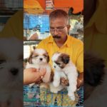 Cute Shihtzu ❣️🔥| Galiff Street Pet Market #dog #shorts #pets