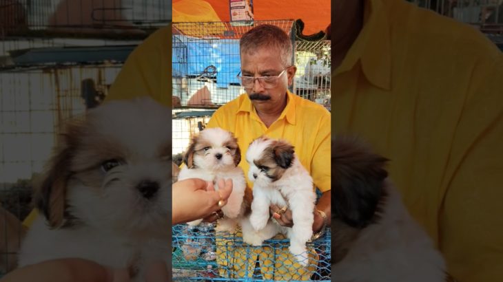 Cute Shihtzu ❣️🔥| Galiff Street Pet Market #dog #shorts #pets