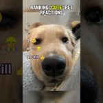 Cute pet reactions you need to see for a good mood 🥹🐶