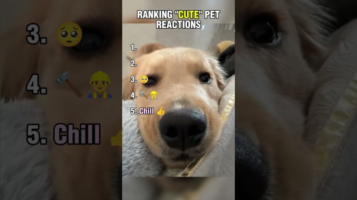 Cute pet reactions you need to see for a good mood 🥹🐶