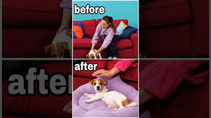 DIY Pet Hack Tested: Cute or Completely Fake?#shorts #DIYHacks #CraftIdeas #CreativeProjects