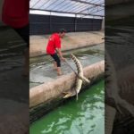 Dad Plays with a Crocodile Like a Pet 🐊😳Son Panics… Dad Plans to Sell Them for Profit 🔥😂