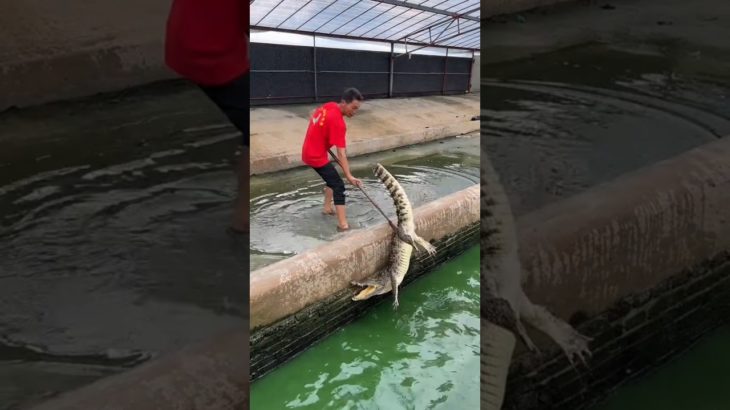 Dad Plays with a Crocodile Like a Pet 🐊😳Son Panics… Dad Plans to Sell Them for Profit 🔥😂