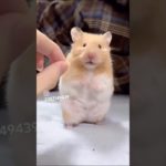 Day 15 How to care for your hamster? | Chennai hamster shop | pet shop Chennai