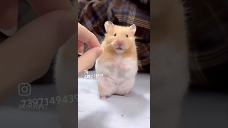 Day 15 How to care for your hamster? | Chennai hamster shop | pet shop Chennai