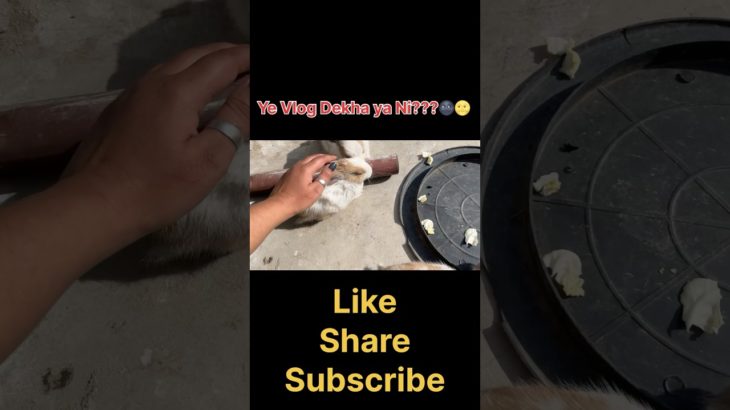 Dekha??🥰 #viralvideo #pet #vlog #shortsviral #shortvideo #funny