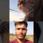 Do You Want to Pet a Cat? ❤️🐱 | Street Cat Love Remix 🤗🐾