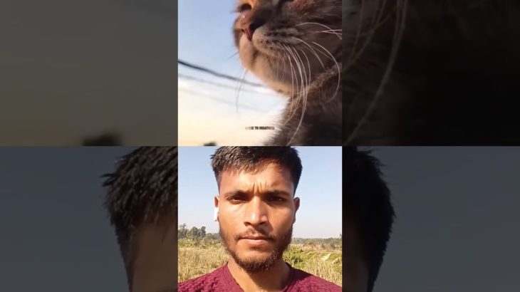 Do You Want to Pet a Cat? ❤️🐱 | Street Cat Love Remix 🤗🐾