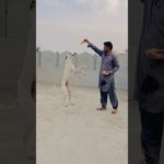 Dog Pet House Main Aa Geya #dog #dogbaby #dogshorts #petlover #pets