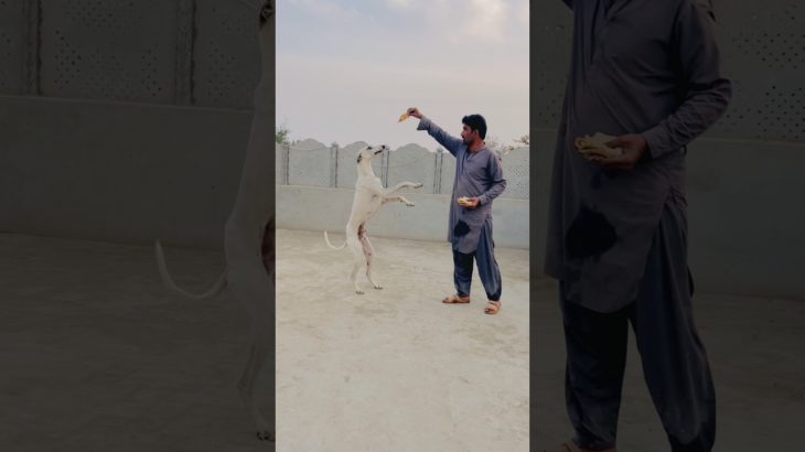 Dog Pet House Main Aa Geya #dog #dogbaby #dogshorts #petlover #pets