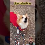 Dog Power #animals #dog #pet #power #ytshorts #shorts #virlshort #reels #viral2025