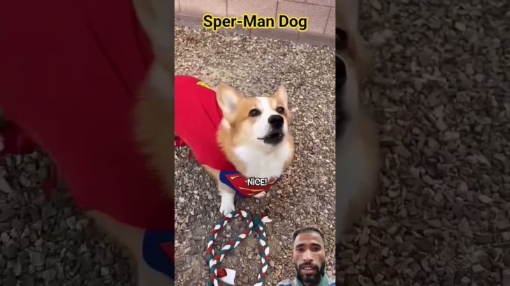 Dog Power #animals #dog #pet #power #ytshorts #shorts #virlshort #reels #viral2025