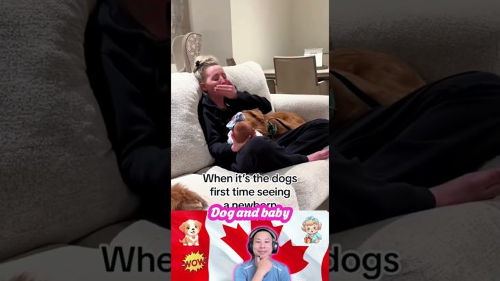 Dog and baby❤️🐶👶#dog #baby #bestfriend #pet #puppy #short