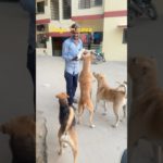 भूखे डॉग की सेवा | Dog ka Favourit | Food | Pet Vlog in Hindi | shorts  | Ranchhod vlog
