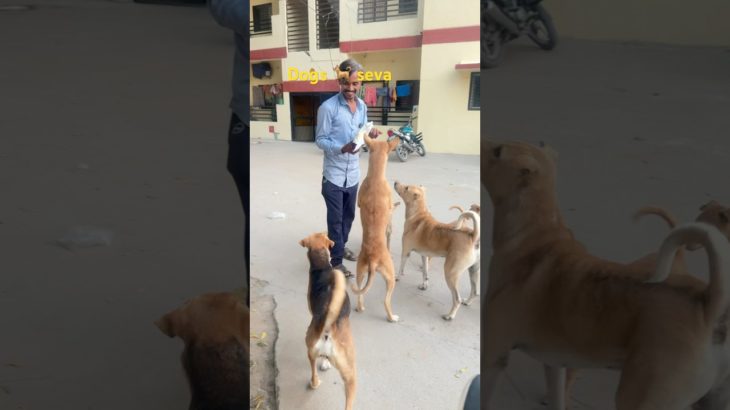 भूखे डॉग की सेवा | Dog ka Favourit | Food | Pet Vlog in Hindi | shorts  | Ranchhod vlog